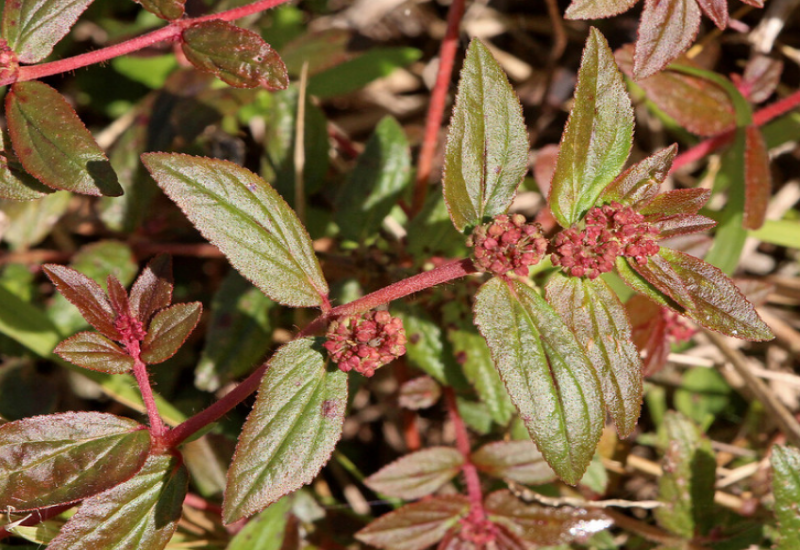 The plant has green leaves with reddish hues and clusters of tiny flowers in the leaf axils