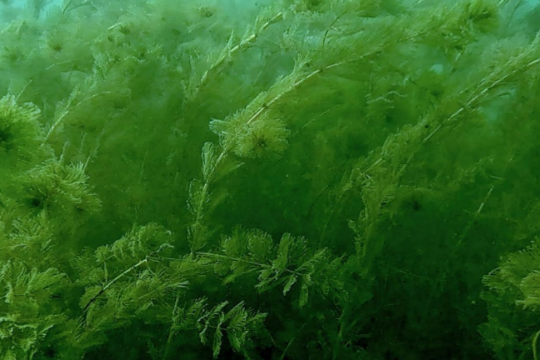 An established Eurasian Watermilfoil infestation