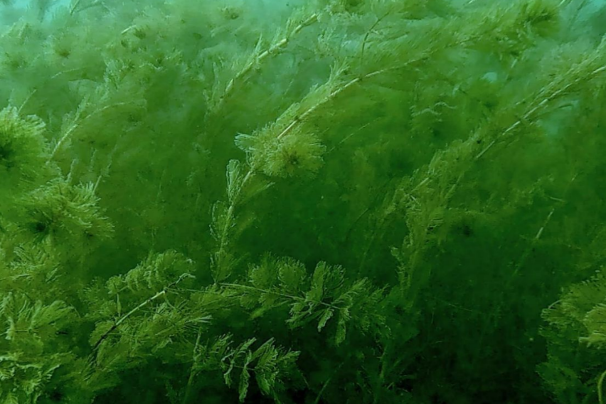 An established Eurasian Watermilfoil infestation