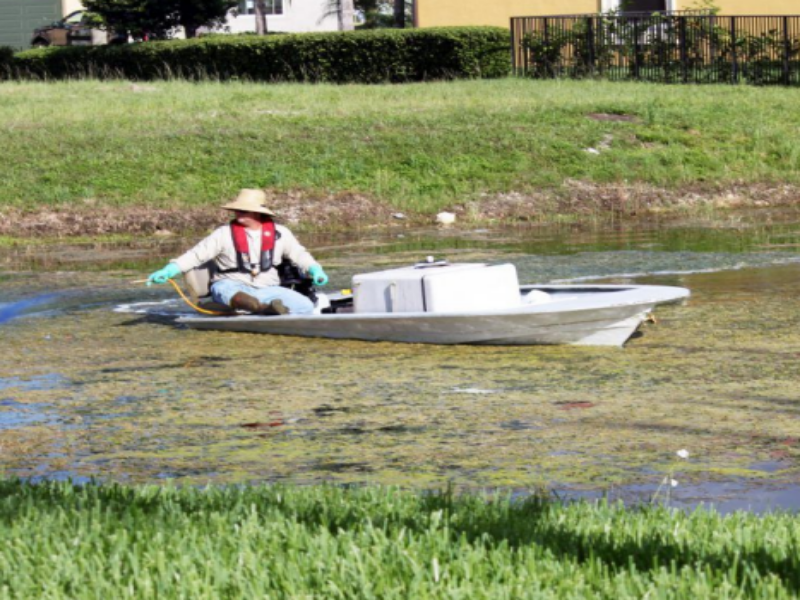EWM affects native aquatic animal species as well as boating, fishing, and swimming