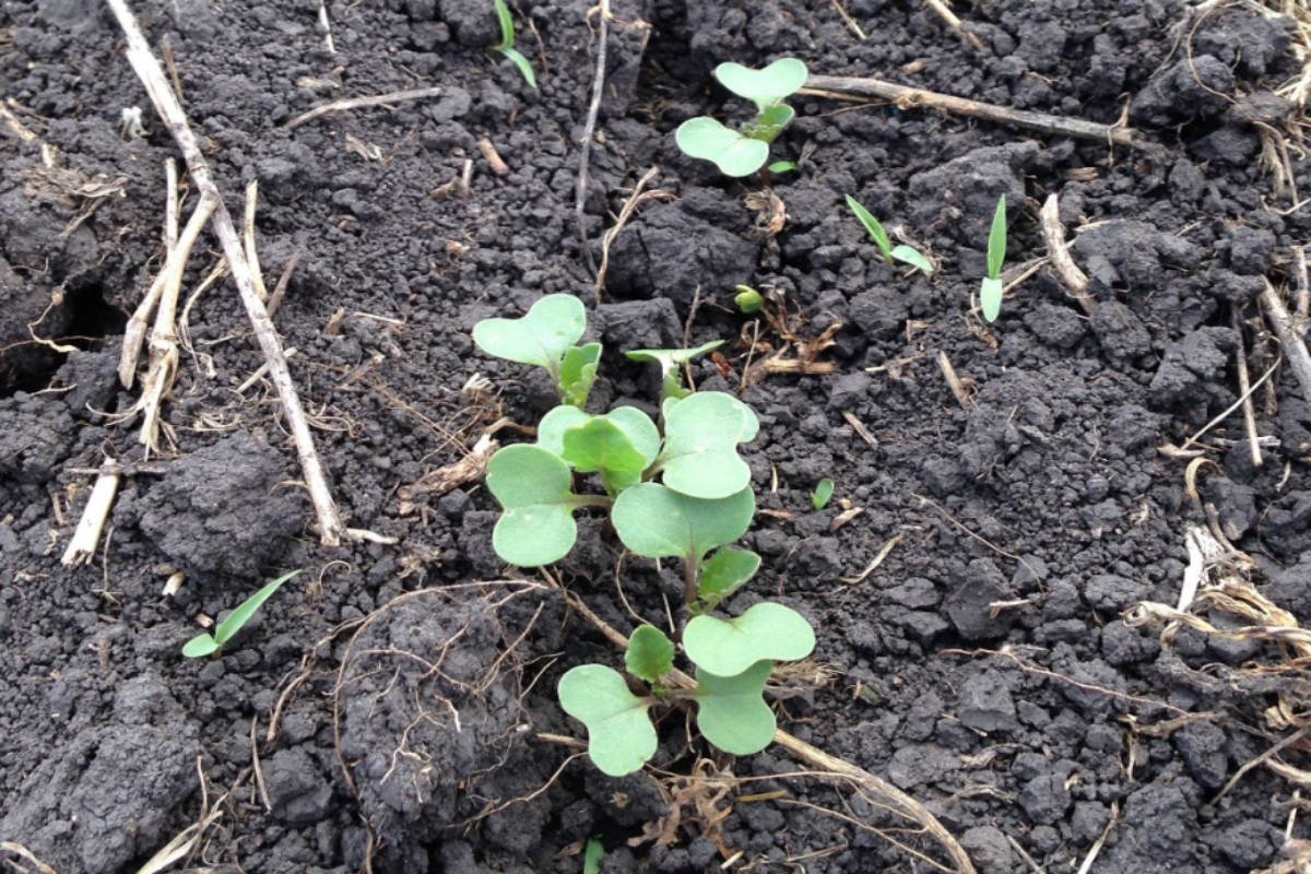 Widespread clethodim resistance in canola crops in NSW has led to poor yields in recent years