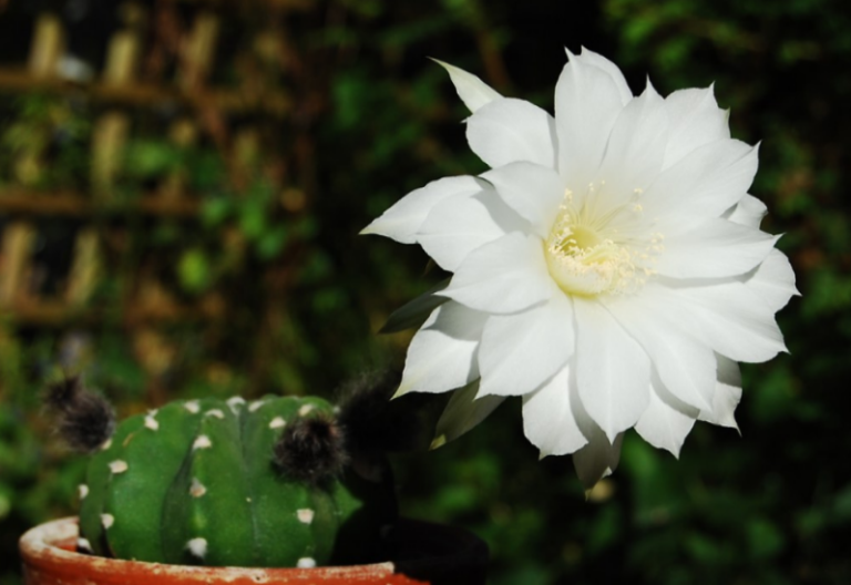 7 Types of Cactus That Produce Beautiful White Flowers InsightWeeds