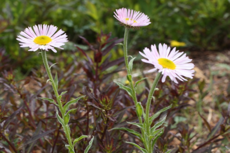 Erigeron annuus (Daisy Fleabane)