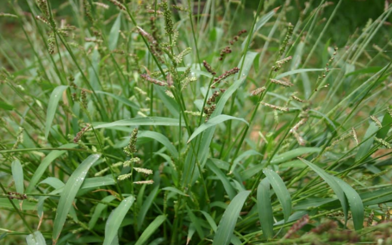 Barnyard Grass has flat, broad leaves and pale green to purple seedheads