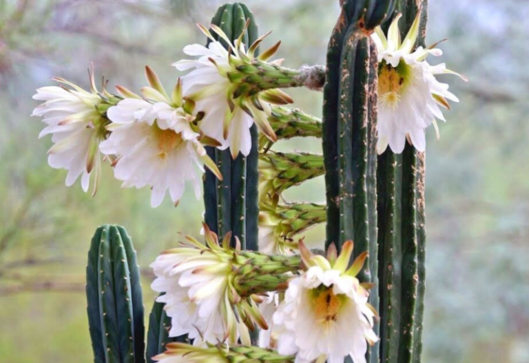 7 Types of Cactus That Produce Beautiful White Flowers