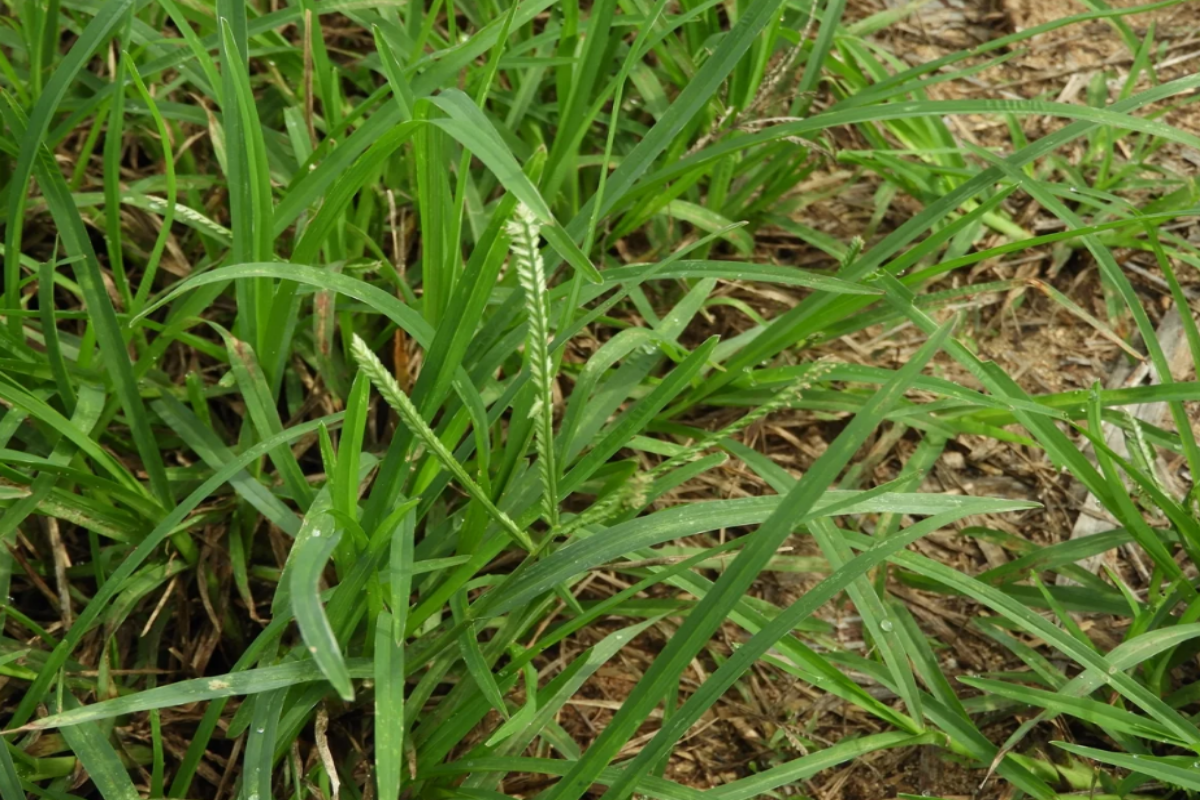Goosegrass thrives in Florida's climate as a short-lived perennial grass weed