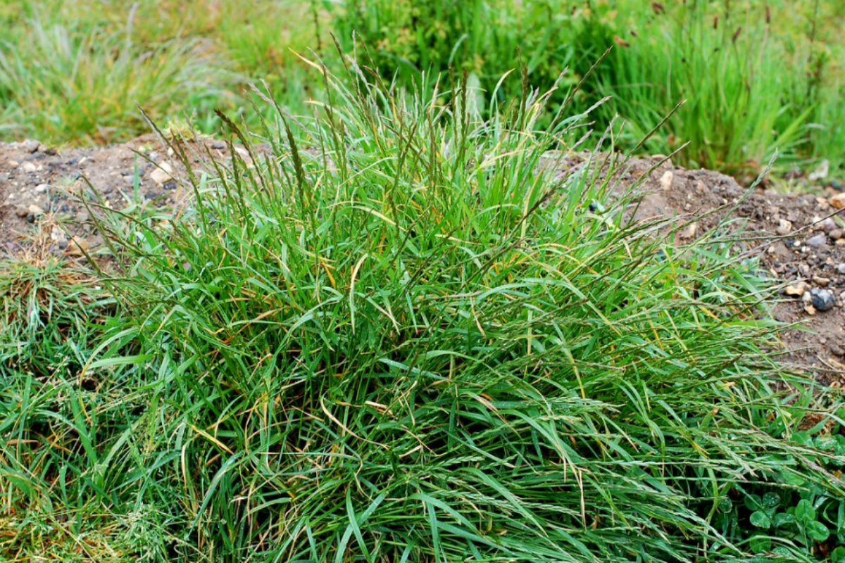 Elymus repens, commonly known as common couch or quackgrass