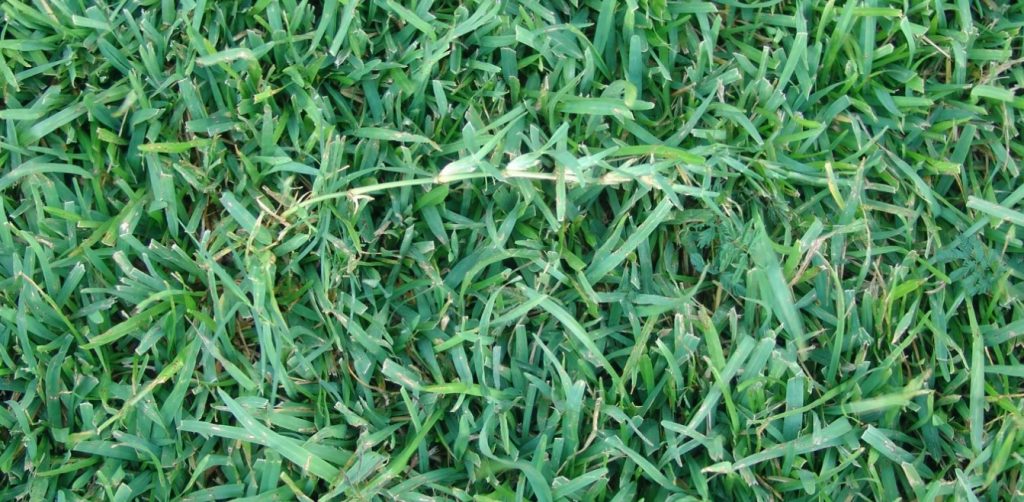 How to get weeds out of centipede grass InsightWeeds