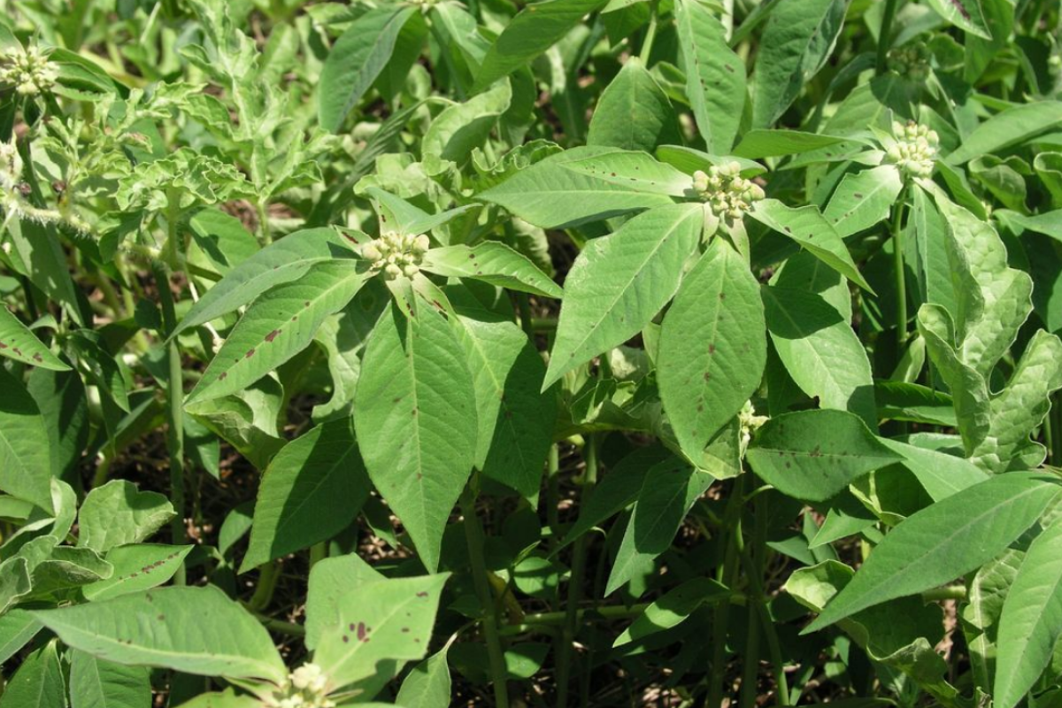 Euphorbia heterophylla, also known as the Mexican fireplant or milkweed
