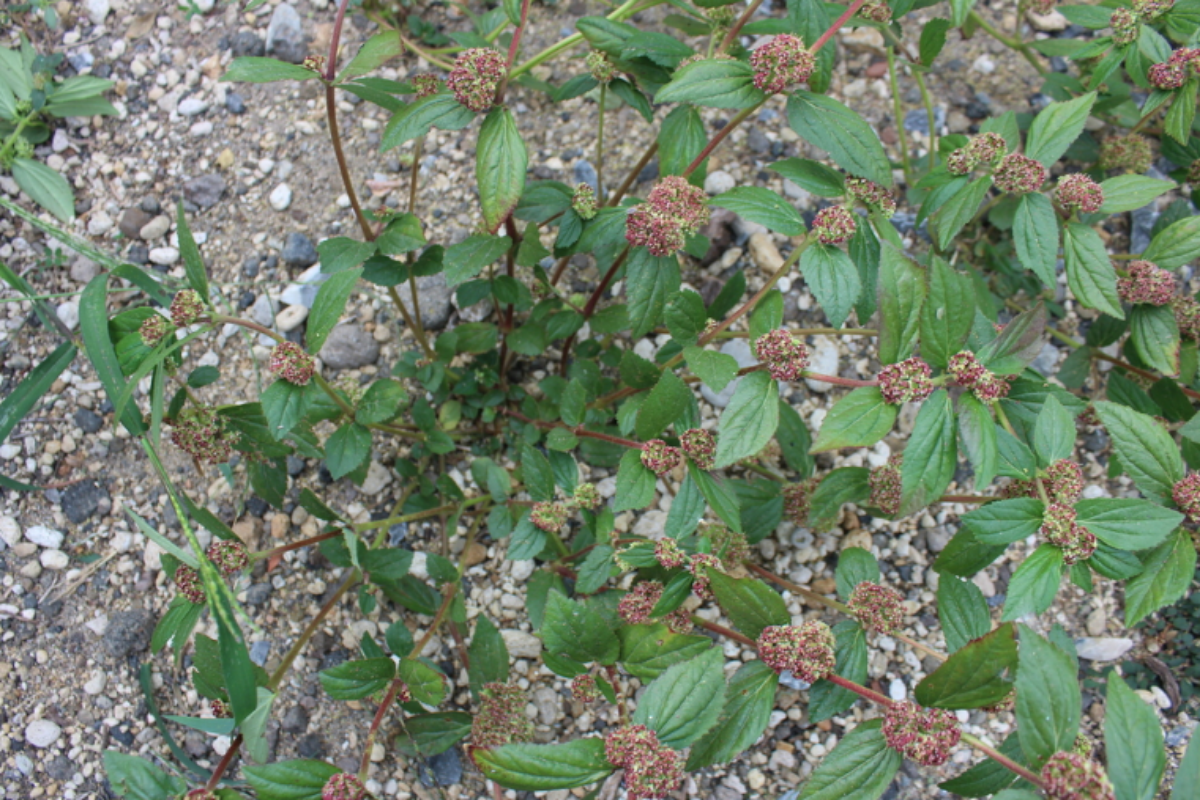 Euphorbia hirta, commonly known as the Asthma Plant