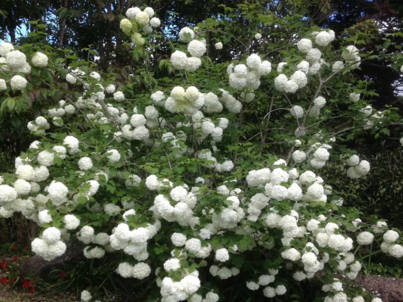European Snowball Bush is perfect for cottage or butterfly gardens