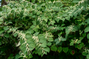 Fallopia japonica (Japanese knotweed, Knotgrass) - InsightWeeds