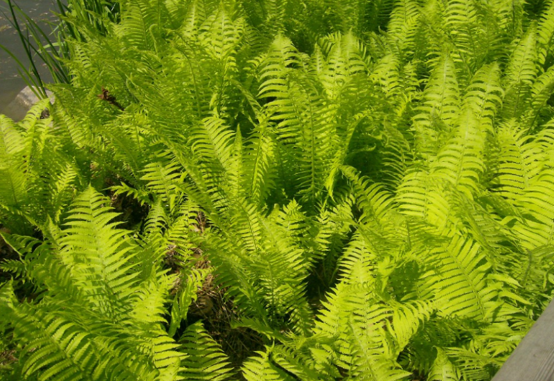 It is a popular ornamental in rain and shade gardens 