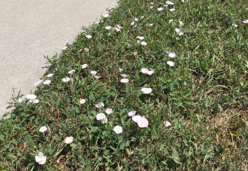 Field Bindweed, also known as Convolvulus arvensis