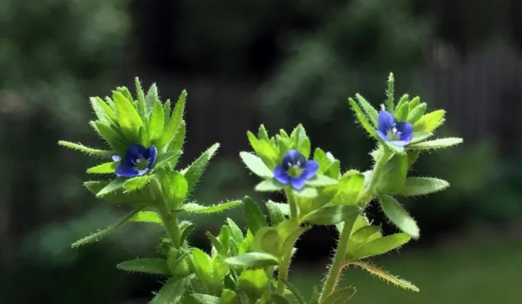 Speedwell has hairy, medium to dark green leaves and bluish-violet blooms