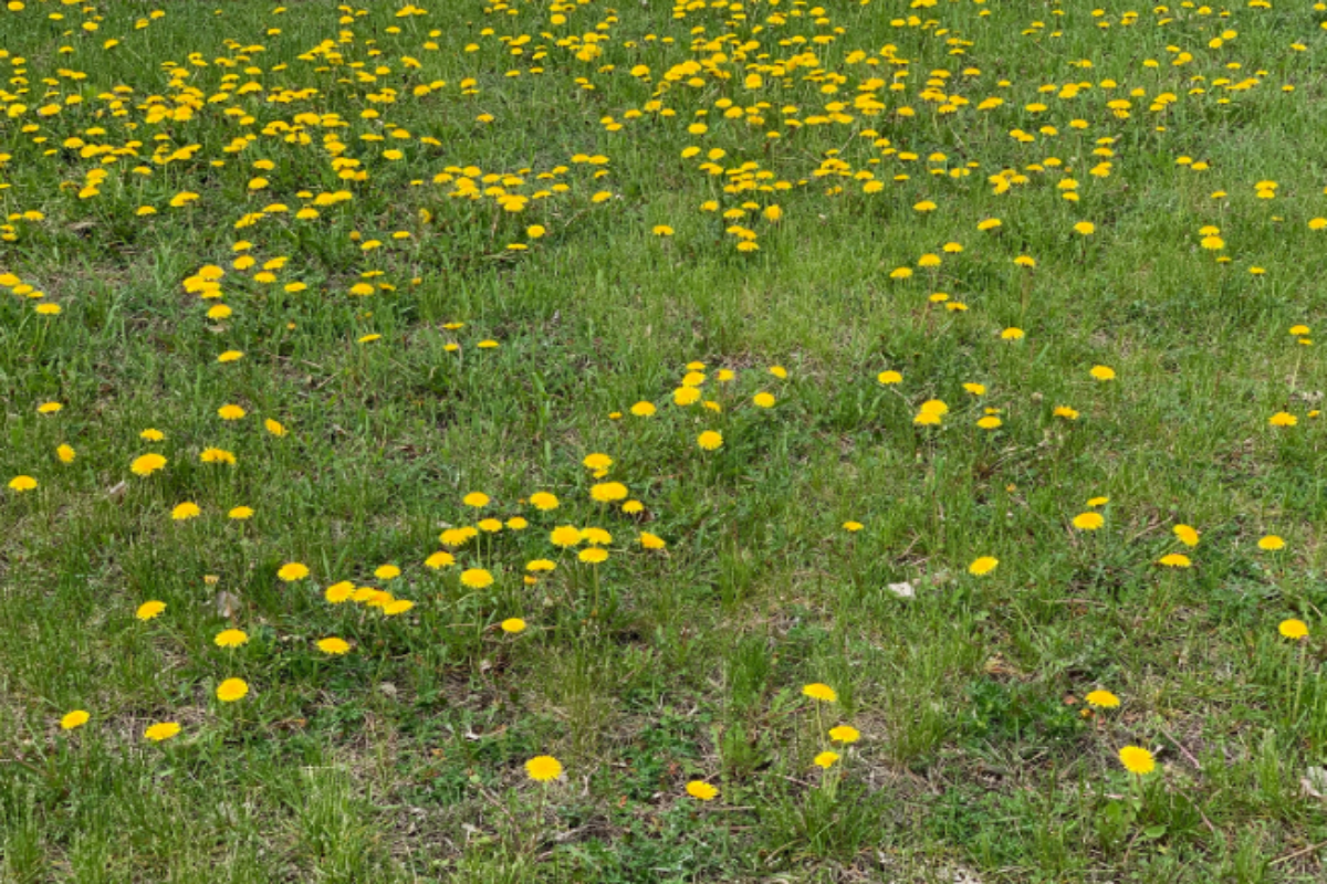 Dandelions growing on a patch of a lawn