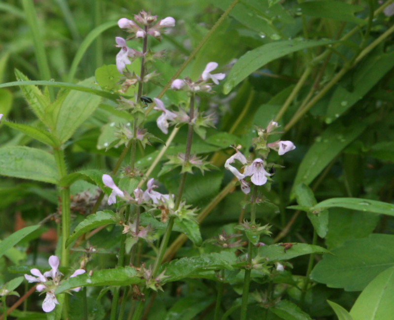 Florida Betony is a native cool-season weed