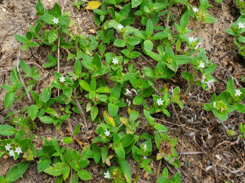 Florida Pusley is a summer annual that invades thinned-out lawns, roadsides, and fields