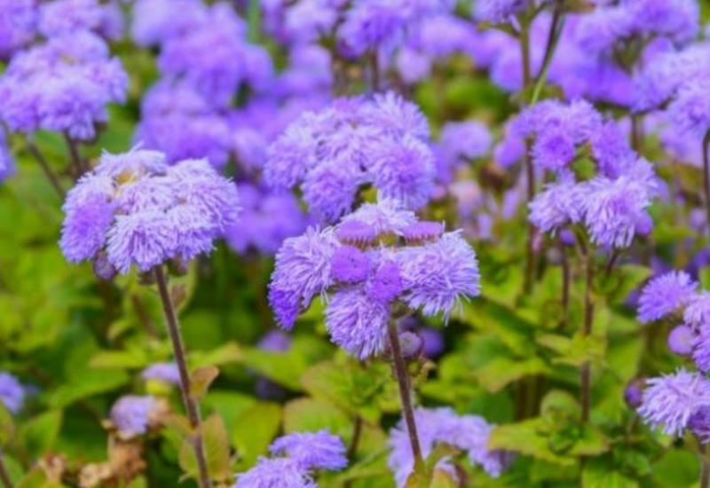 Flossflower, also known as  Blue Billygoat Weed

