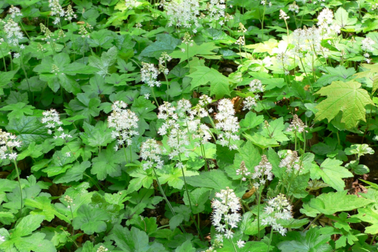 Foamflower growing as a groundcover