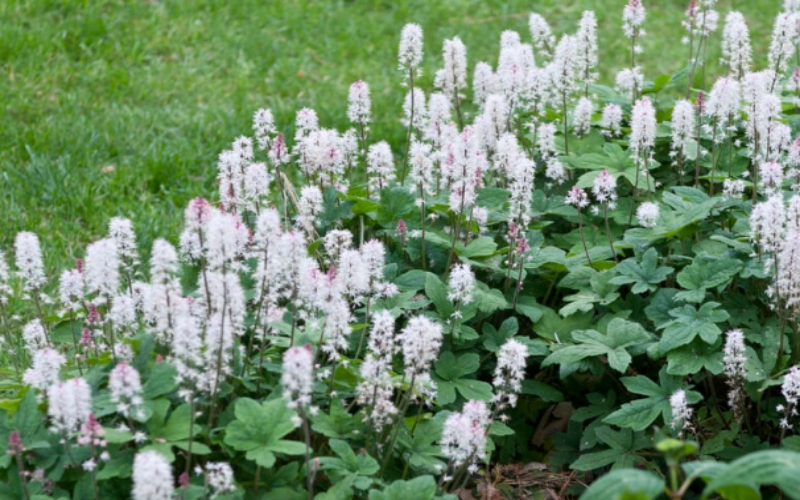 Foamflower keeps weeds away while adding beauty to your garden