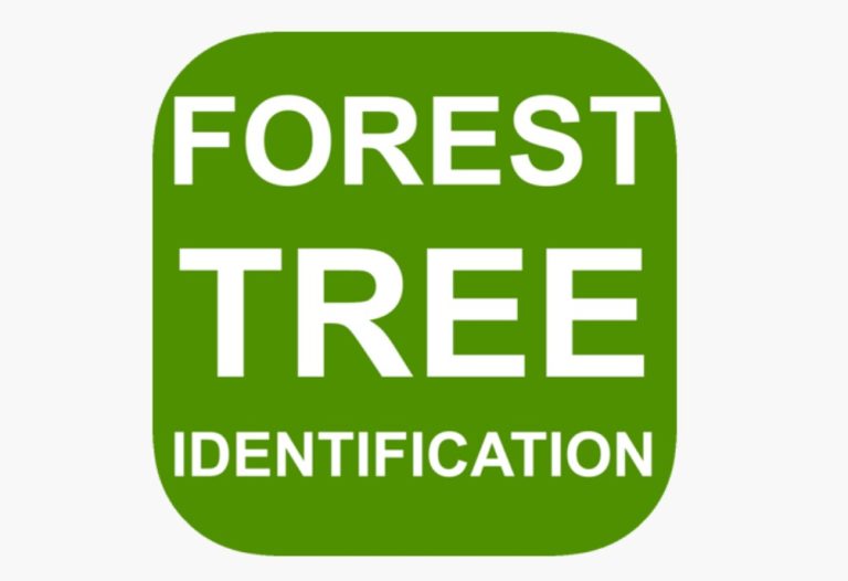 5 best apps to identify wood and timber species InsightWeeds