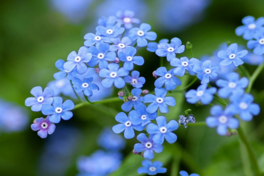 Myosotis/Cynoglossum (Forget-Me-Nots). Image: sweetearthco