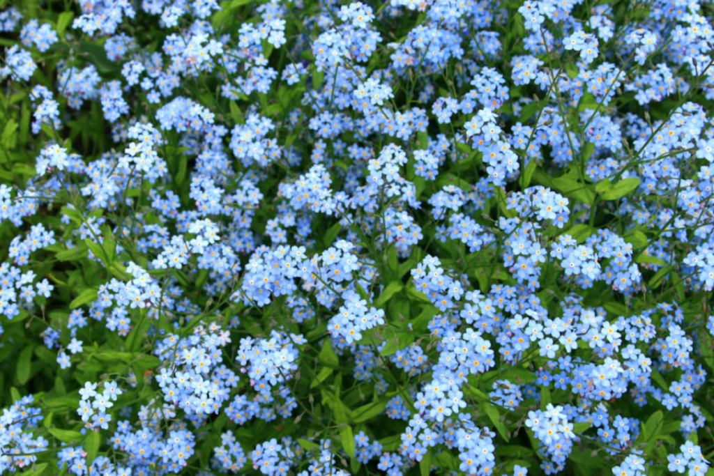 Forget-Me-Nots are popular flowers for cottage, rock, and pollinator gardens