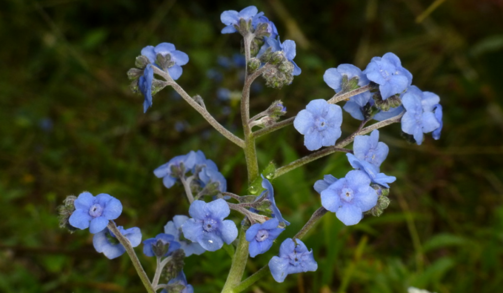 They have simple, spreading or erect stems, alternate leaves, and five-petaled blue flowers