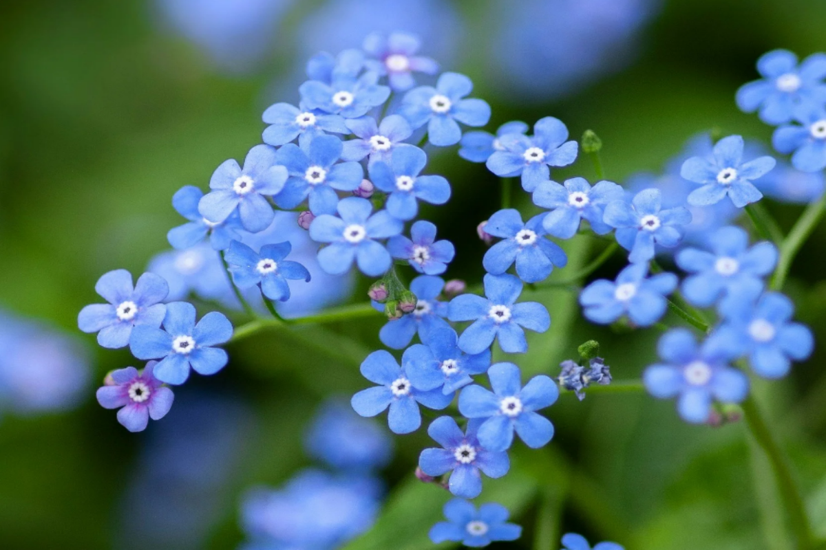 Myosotis/Cynoglossum (Forget-Me-Nots). Image: sweetearthco