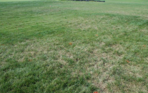 Identifying and Treating Grey Leaf Spot on St. Augustine Grass ...