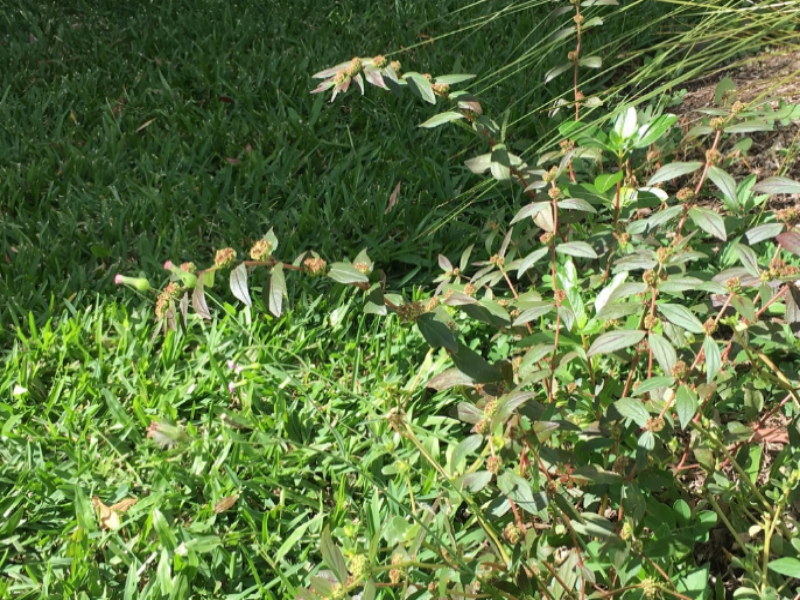 It is a common weed of lawns and crop fields