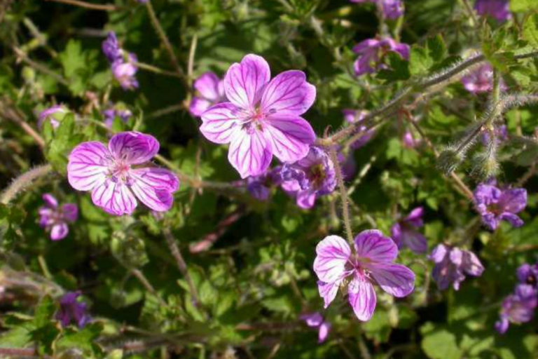 Crested or Albanian Cranesbill