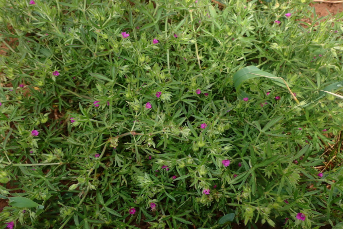 Cut-Leaved Cranes Bill