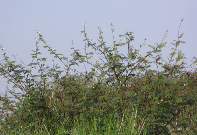 M. pigra is an invasive shrub that invades rivers, swamps, wetlands, and floodplains with its impenetrable thickets
