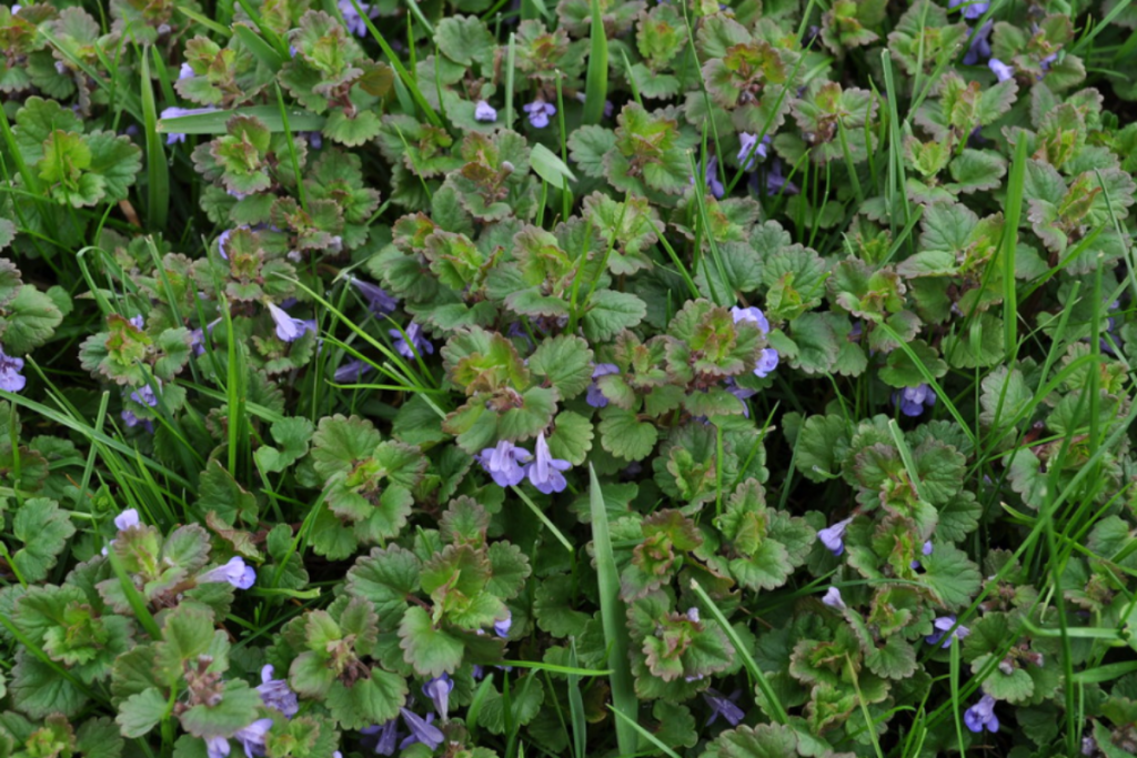 Creeping charlie, also known as Ground ivy or Alehoff