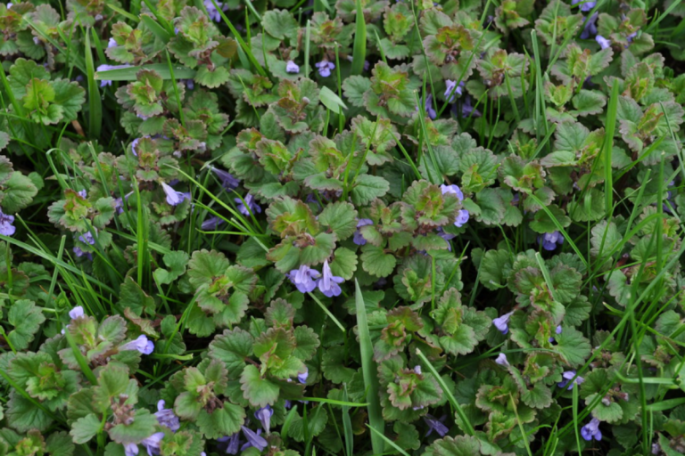 Creeping charlie, also known as Ground ivy or Alehoff