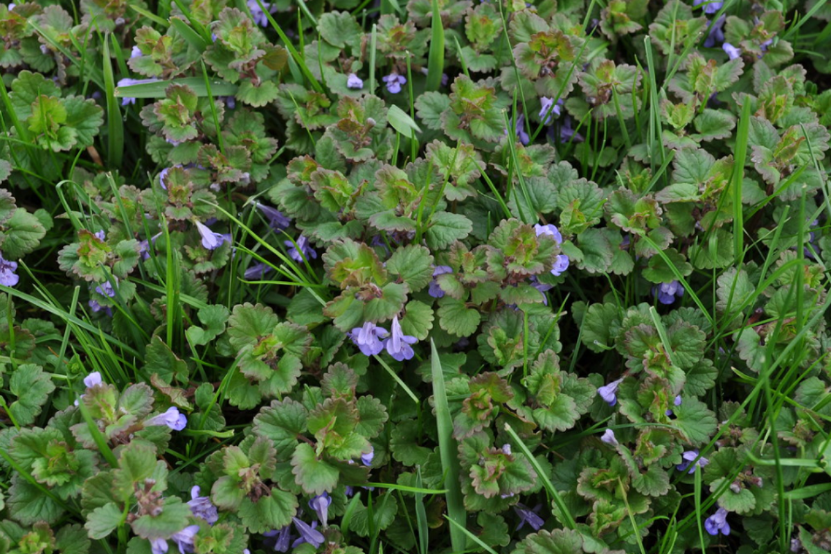 Creeping charlie, also known as Ground ivy or Alehoff