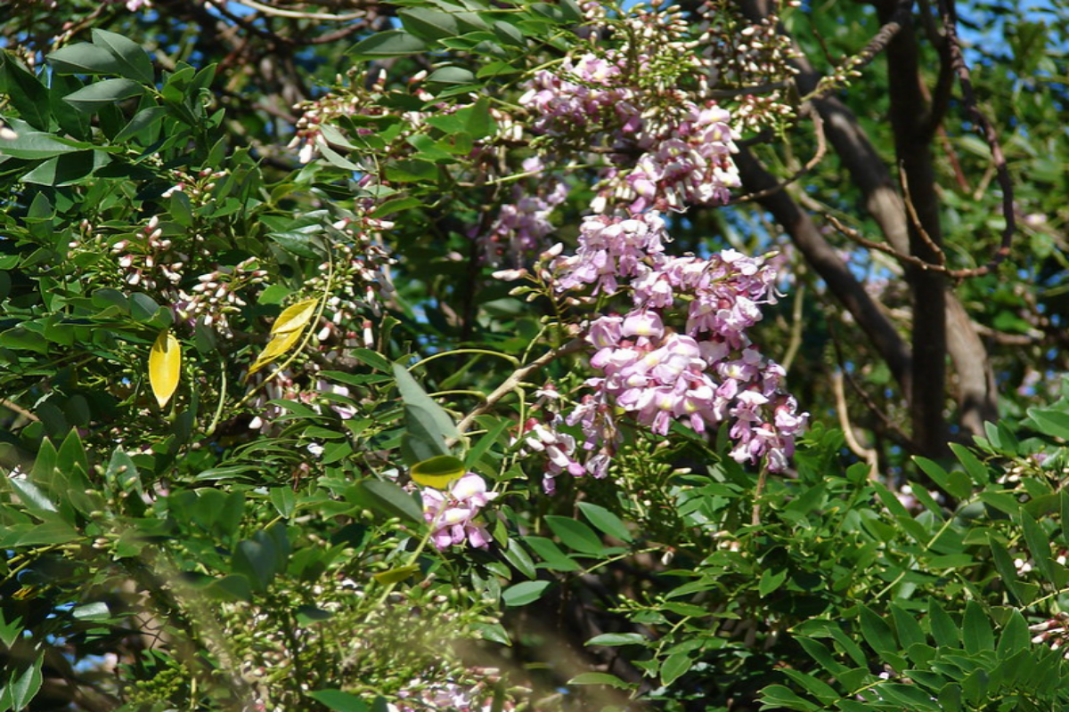Gliricidia sepium