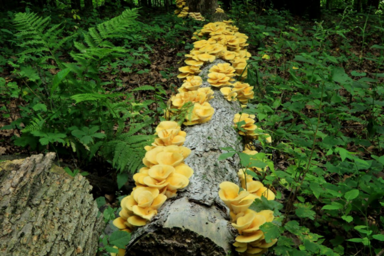 Golden oyster mushrooms growing on a downed log