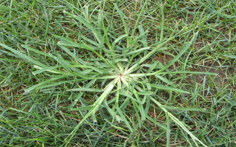 Goosegrass forms tough, clumpy growth on lawns, especially in high-traffic areas
