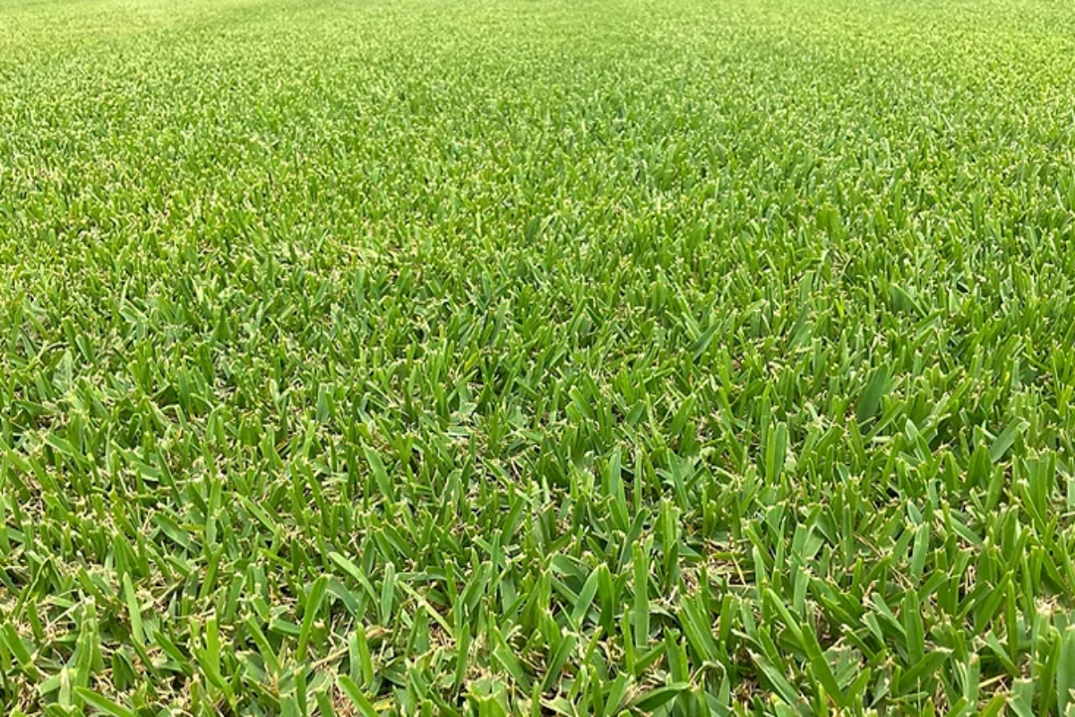 Greenlees park couch turf