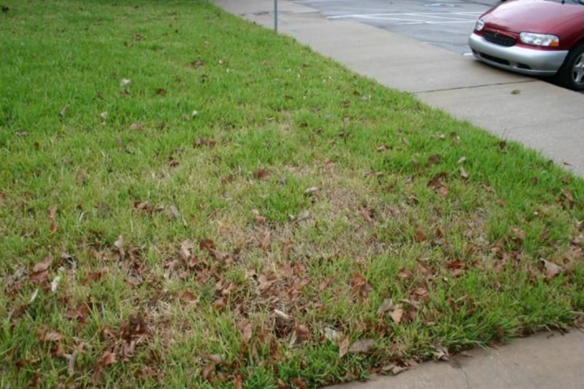 Grey leaf spot infestation on a St. Augustine lawn