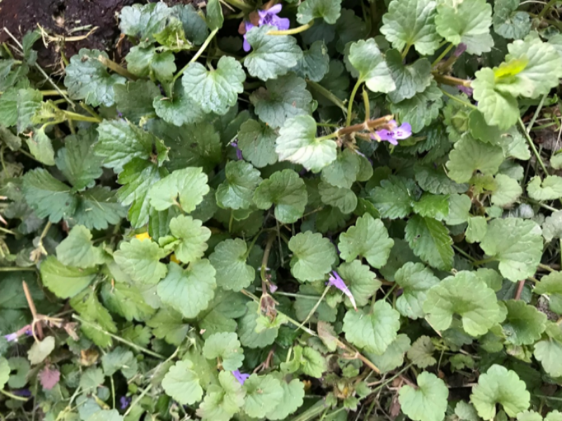 Ground ivy is a common low-growing lawn weed
