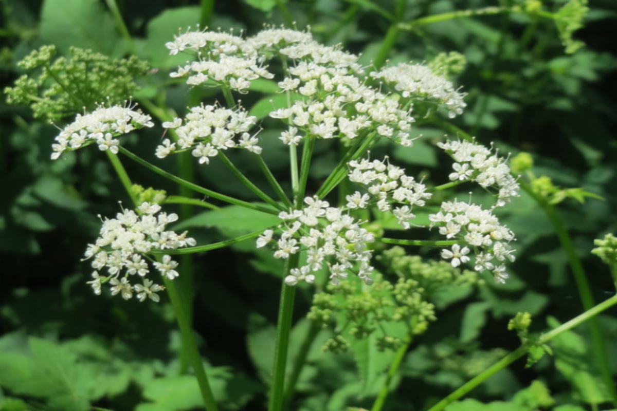 Different Ways To Get Rid Of Ground Elder