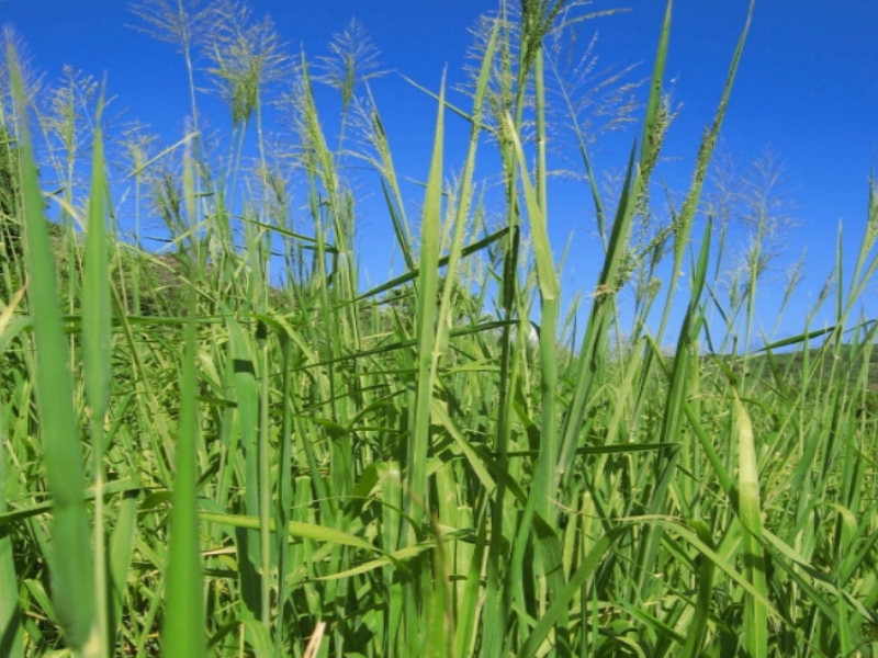 The large Guinea Grass is mainly grown for pasture, silage, and hay 