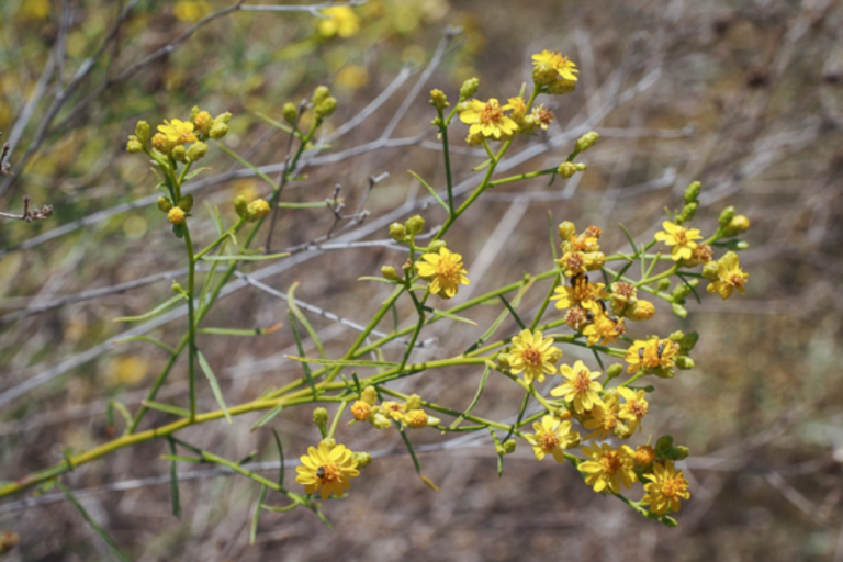 Gutierrezia californica (Matchweed or frogfruit)