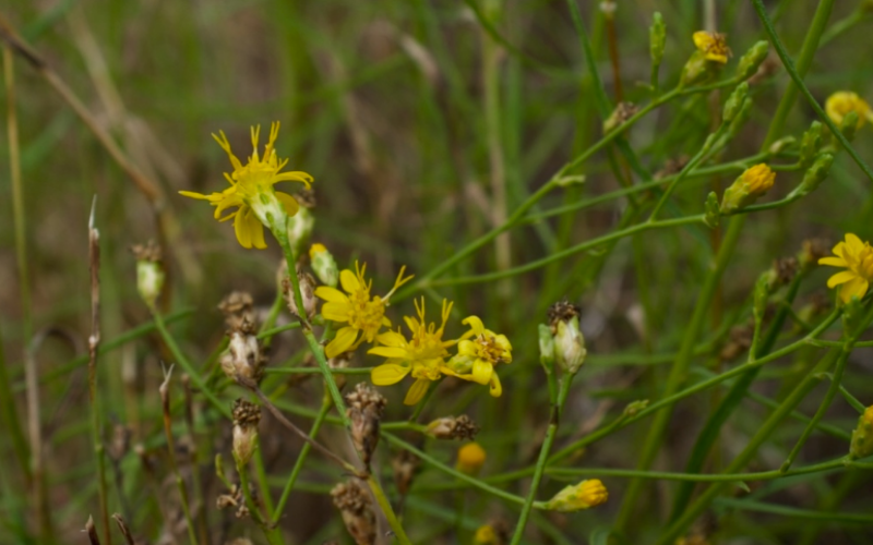 Frogfruit is an alternative ground cover and a pollinator plant