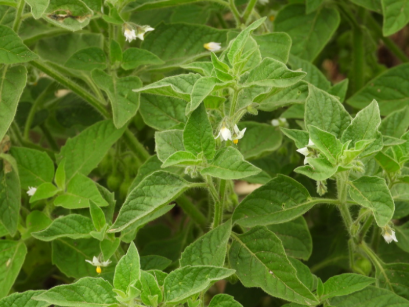 Hairy Nightshade, also called Brown-berried Nightshade, has distinct, almost sticky leaves and star-shaped flowers