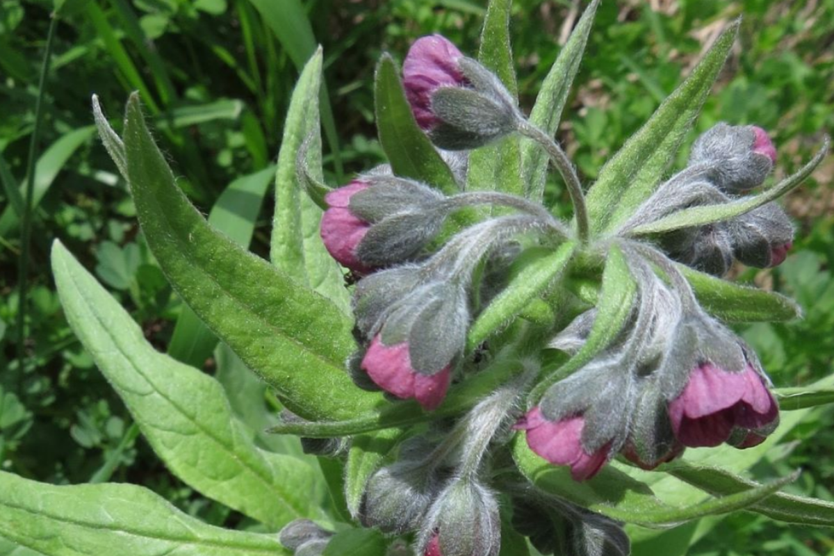 Cynoglossum officinale (Houndstongue)